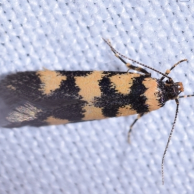 Cirromitra tetratherma (A Concealer moth) at Jerrabomberra, NSW - 20 Oct 2023 by DianneClarke