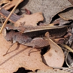 Cryptobothrus chrysophorus (Golden Bandwing) at Gundaroo, NSW - 21 Oct 2023 by trevorpreston