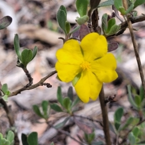 Hibbertia obtusifolia at Gundaroo, NSW - 21 Oct 2023