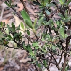 Hibbertia obtusifolia at Gundaroo, NSW - 21 Oct 2023 11:20 AM