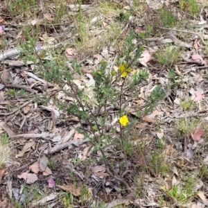 Hibbertia obtusifolia at Gundaroo, NSW - 21 Oct 2023