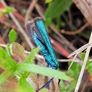 Pollanisus (genus) at Gundaroo, NSW - 21 Oct 2023