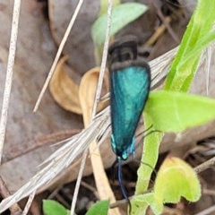 Pollanisus (genus) at Gundaroo, NSW - 21 Oct 2023