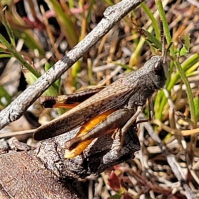 Cryptobothrus chrysophorus (Golden Bandwing) at Mcleods Creek Res (Gundaroo) - 21 Oct 2023 by trevorpreston