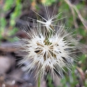 Microseris walteri at Gundaroo, NSW - 21 Oct 2023