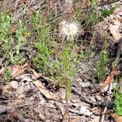 Microseris walteri at Gundaroo, NSW - 21 Oct 2023 11:16 AM