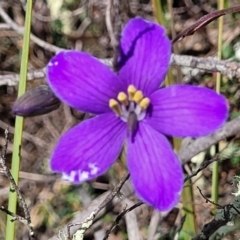 Cheiranthera linearis (Finger Flower) at Gundaroo, NSW - 21 Oct 2023 by trevorpreston