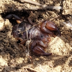 Urodacus manicatus (Black Rock Scorpion) at Gundaroo, NSW - 21 Oct 2023 by trevorpreston