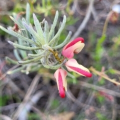 Grevillea lanigera (Woolly Grevillea) at Gundaroo, NSW - 21 Oct 2023 by trevorpreston