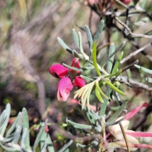 Grevillea lanigera at Gundaroo, NSW - 21 Oct 2023 11:11 AM