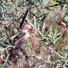 Grevillea lanigera at Gundaroo, NSW - 21 Oct 2023