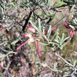 Grevillea lanigera at Gundaroo, NSW - 21 Oct 2023 11:11 AM