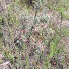 Grevillea lanigera at Gundaroo, NSW - 21 Oct 2023