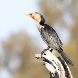 Microcarbo melanoleucos at Yarralumla, ACT - 21 Oct 2023