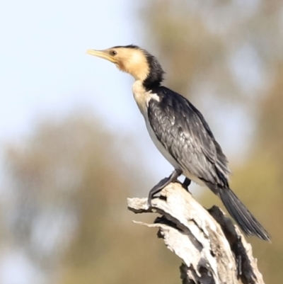 Microcarbo melanoleucos (Little Pied Cormorant) at Yarralumla, ACT - 20 Oct 2023 by JimL