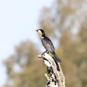 Microcarbo melanoleucos at Yarralumla, ACT - 21 Oct 2023