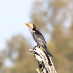 Microcarbo melanoleucos at Yarralumla, ACT - 21 Oct 2023