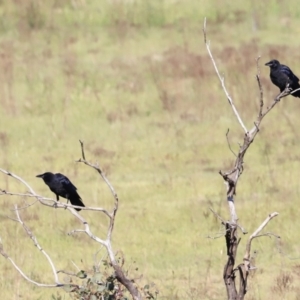 Corvus mellori at Yarralumla, ACT - 21 Oct 2023