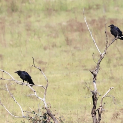 Corvus mellori (Little Raven) at Yarralumla, ACT - 20 Oct 2023 by JimL