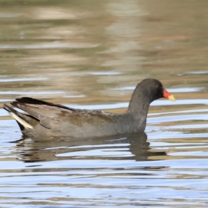 Gallinula tenebrosa at Yarralumla, ACT - 21 Oct 2023