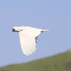 Cacatua galerita (Sulphur-crested Cockatoo) at Belconnen, ACT - 21 Oct 2023 by JimL