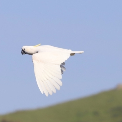 Cacatua galerita (Sulphur-crested Cockatoo) at Aranda Bushland - 20 Oct 2023 by JimL