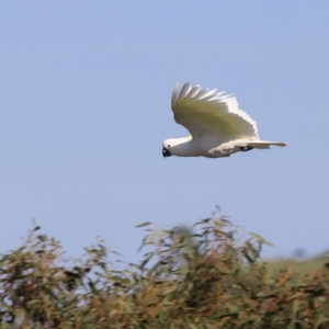 Cacatua galerita at Belconnen, ACT - 21 Oct 2023