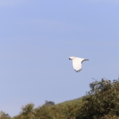 Cacatua galerita at Belconnen, ACT - 21 Oct 2023