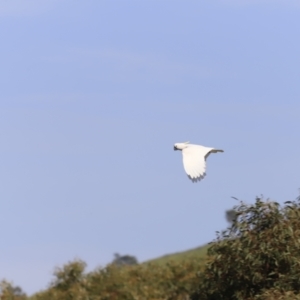 Cacatua galerita at Belconnen, ACT - 21 Oct 2023