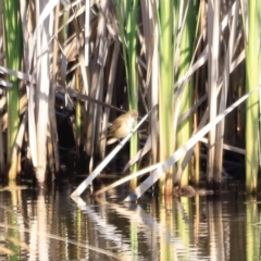 Acrocephalus australis (Australian Reed-Warbler) at Yarralumla, ACT - 21 Oct 2023 by JimL