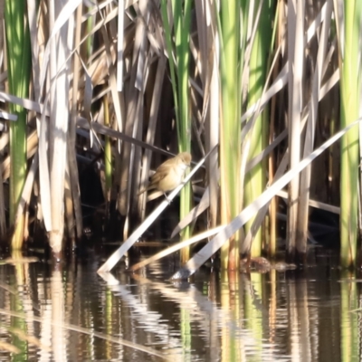 Acrocephalus australis (Australian Reed-Warbler) at Yarralumla, ACT - 21 Oct 2023 by JimL