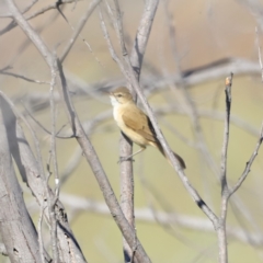 Acrocephalus australis at Yarralumla, ACT - 21 Oct 2023 08:56 AM