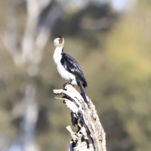 Microcarbo melanoleucos at Belconnen, ACT - 21 Oct 2023