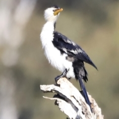 Microcarbo melanoleucos at Belconnen, ACT - 21 Oct 2023