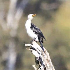 Microcarbo melanoleucos at Belconnen, ACT - 21 Oct 2023