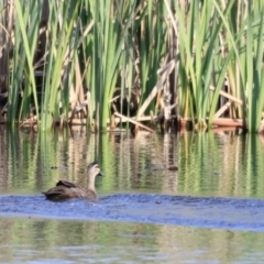 Anas superciliosa (Pacific Black Duck) at Yarralumla, ACT - 20 Oct 2023 by JimL