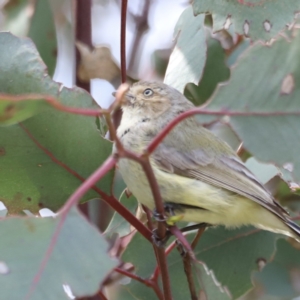 Smicrornis brevirostris at Yarralumla, ACT - 21 Oct 2023