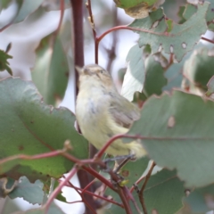 Smicrornis brevirostris at Yarralumla, ACT - 21 Oct 2023