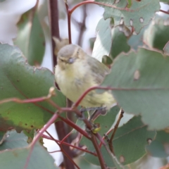 Smicrornis brevirostris at Yarralumla, ACT - 21 Oct 2023