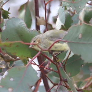 Smicrornis brevirostris at Yarralumla, ACT - 21 Oct 2023