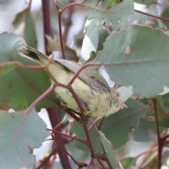 Smicrornis brevirostris at Yarralumla, ACT - 21 Oct 2023