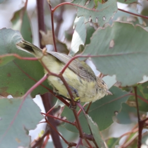 Smicrornis brevirostris at Yarralumla, ACT - 21 Oct 2023