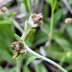 Euchiton japonicus (Creeping Cudweed) at Mcleods Creek Res (Gundaroo) - 21 Oct 2023 by trevorpreston