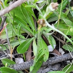 Euchiton japonicus at Gundaroo, NSW - 21 Oct 2023 11:10 AM