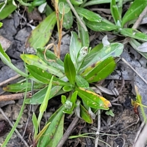 Euchiton japonicus at Gundaroo, NSW - 21 Oct 2023