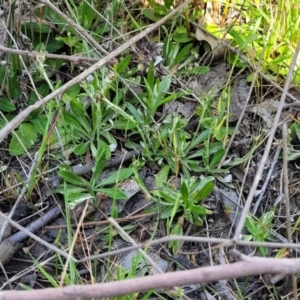 Euchiton japonicus at Gundaroo, NSW - 21 Oct 2023 11:10 AM