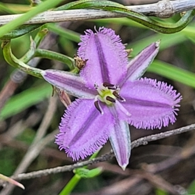 Thysanotus patersonii (Twining Fringe Lily) at Gundaroo, NSW - 21 Oct 2023 by trevorpreston