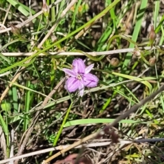 Thysanotus patersonii at Gundaroo, NSW - 21 Oct 2023