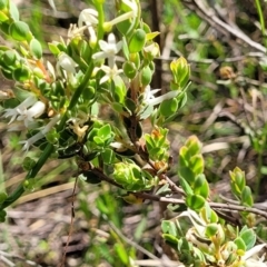 Brachyloma daphnoides (Daphne Heath) at Mcleods Creek Res (Gundaroo) - 21 Oct 2023 by trevorpreston