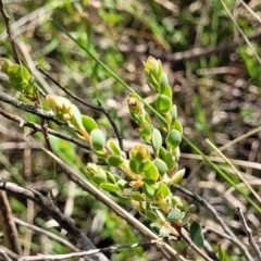 Brachyloma daphnoides at Gundaroo, NSW - 21 Oct 2023